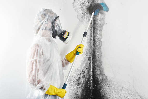 Best Air Quality Testing for Mold Spores  in Memphis, MI
