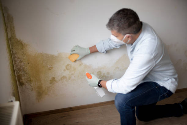 Best Mold Remediation for Healthcare Facilities  in Memphis, MI